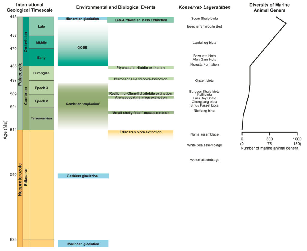 Patterns in Palaeontology: Environments of the Cambrian explosion ...