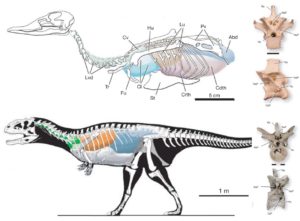 Figure 1 — Top, Air sacs of a duck, and pneumatic features (including pneumatic foramina) of duck vertebrae. Bottom, Reconstructed air sacs of the theropod dinosaur Majungsaurus, based on pneumatic features preserved in the fossil bones. Abbreviations: Abd, abdominal air sac; Cdth, caudal thoracic air sac, CeP, central pneumatic foramen; Cl, clavicular air sac; Crth, cranial thoracic air sac; Cv, cervical air sac; Fu, furcula; Hu, humerus; Lu, lung; Lvd, lateral vertebral diverticula; NaP, neural arch pneumatic foramen; Nc, neural canal; Ns, neural spine; Pp, parapophysis. Pv, pelvis; Tr, trachea. From O’Connor and Claessens (2005).