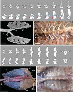Figure 2 — Upper three panels, Ostrich. Top, Diagrams of the vertebrae shown from the front and from the side, two joints marked in pink & blue. Left; View of the lungs (Lu), trachea (Tr) and sulci (S - grooves where the ribs cut into the lung). Right- Interior of the ribcage with internal organs removed, showing vertebrae (V) and rib heads (C, capitulum; T, tuberculum). Lower three panels, Alligator. Top, Diagrams of the vertebrae shown from the top, side and front (last two only). Left, View of the lungs (Lu), trachea (Tr), liver (Li) and diaphragmaticus muscle (Dm, cut). Right, Interior of the ribcage with internal organs removed showing vertebrae (V) and rib heads (C, capitulum). Arrow points towards the head. Modified from Schachner et al. (2011).