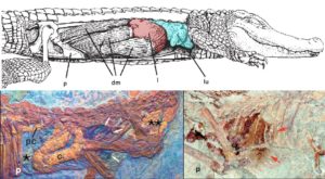 Figure 3 — Top, the anatomy of the diaphragmaticus (dm), liver (l), lungs (lu) and pubic bone (p) in living crocodilians. Bottom, fossil dinosaurs purported to show remains of the liver (marked with arrows), soft tissues (pc, posterior colon, c, colon) and other adaptations to a crocodilian ‘hepatic piston’ ventilation mechanism (single asterisk marks “diaphragmatic muscles”) in Scipionyx (left) and Sinosauropteryx (right). From Ruben et al., (1997, 1999).