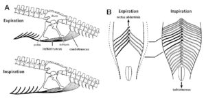 Figure 4 — Diagram of the cuirassial breathing system in theropod dinosaurs. When breathing out (expiration), the rectus abdominis muscle pulls the gastralia forwards, swinging the ends of the gastralia inwards and compressing the belly wall. When breathing in, contraction of the pelvic muscles (such as the ischiotruncus) pulls the gastralia to the back, causing them to swing out and expand the body cavity. Diagrams also show the bones of the pelvis (ilium, ischium and pubis) and other musculature (e.g. caudotruncus). From Carrier and Farmer, (2000).