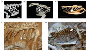 Figure 5 — Uncinate processes (marked by the arrows) in (a) a running cassowary, (b) a flying eagle owl and (c) a diving razor bill. (d) and (e) show uncinates in fossils; an ovripatrid (d) and velociraptor (e). From Codd et al., (2008).