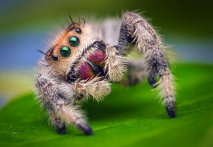 Figure 1 - The jumping spider Phiddipus regius