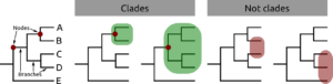Figure 2 — An example of an evolutionary tree, or cladogram, comprising five species. Points at which splits occur are called nodes; nodes are linked to each other, or the species themselves (terminals), by branches. Coloured in green are two groups that form clades — they share a common ancestor at the node marked with a red dot. On the right are two groups that don’t form a clade — they share a common ancestor, but don’t comprise all descendants of that ancestor.