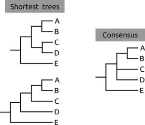 Figure 5 — How we create a consensus tree to summarize data. If the two trees on the left were the most parsimonious trees for an analysis, the consensus (right) would collapse those relationships that differ between them, but keep those they have in common.
