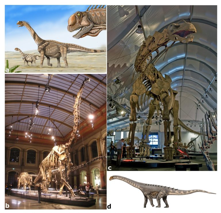 Fossil Focus: Sauropodomorpha – PALAEONTOLOGY[online]