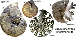 Figure 8 — Sutures and septa of some ammonoids (modified after Klug & Hoffmann 2015: fig. 3.1). A, Agoniatites vanuxemi (Hall, 1879), latest Eifelian, Jebel Amessoui, Tafilalt, Morocco; Institut für Geowissenschaften (Tübingen, Germany); diameter 15 centimetres. B, Goniatites multiliratus Gordon, 1862, middle Mississippian, Jackfork Creek, S of Ada, Oklahoma (USA); PIMUZ 31257 (Paläontologisches Institut und Museum, Universität Zürich, Switzerland); diameter 43 millimetres. C, Amphipopanoceras cf. medium (McLearn 1948), SGPIMH no. 3181 (Universität Hamburg, Germany), Triassic, Spitsbergen, Norway; diameter 25 millimetres; acid-prepared specimen with phosphatized septa and siphuncle; from Weitschat (1986). D, Lytoceras sp., Aalenian (Jurassic), Heiningen near Göppingen, Germany, whorl height 84 millimetres, Staatliches Museum für Naturkunde Stuttgart, Germany, SMNS 23156 (after Ernst and Klug 2011).
