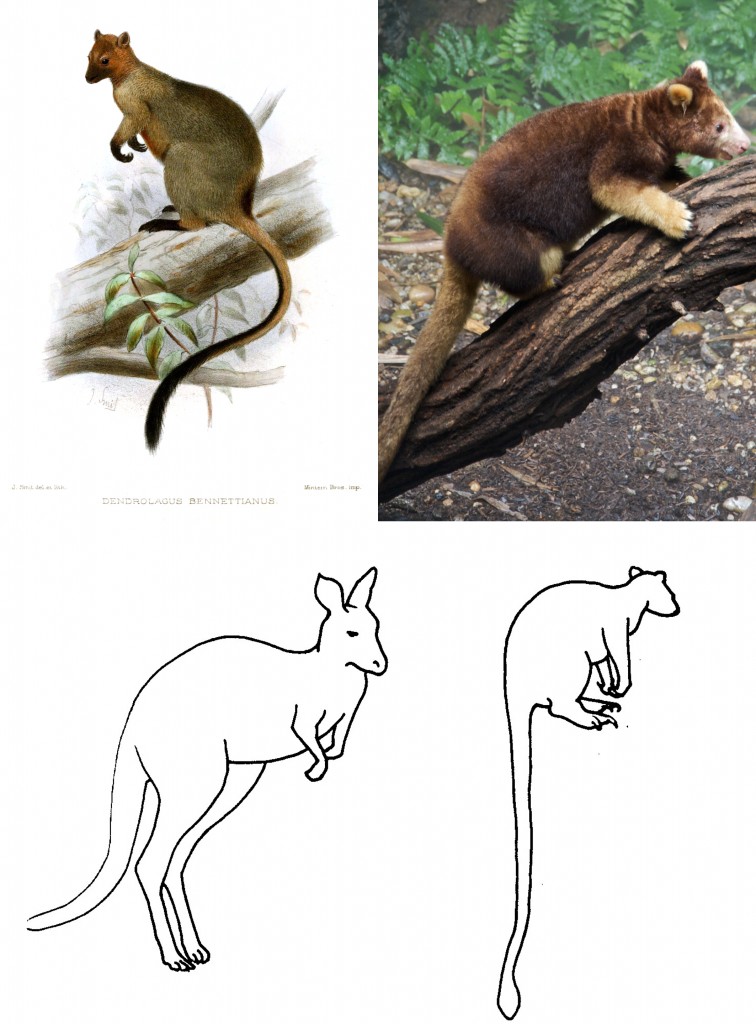 Fossil Focus: The evolution of tree-kangaroos – PALAEONTOLOGY[online]