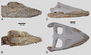 Fossil Focus: Elasmosaurs – PALAEONTOLOGY[online]