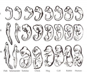 Figure 1 — A representation of Haeckel’s recapitulation theory, illustrating similarities in vertebrate embryos.