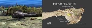 The armoured fish Materpiscus attenboroughi (named after Sir David Attenborough). On the left is a reconstruction of the mother and its baby attached by an umbilical cord; on the right is the fossil itself.