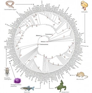Figure 4 — The evolutionary relationships of developmental model species, showing the emphasis on vertebrates. M indicates common model species; m indicates species that have been studied (sometimes for only one or a few genes).