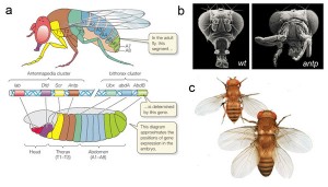 Hox genes in the fruit fly. (a) The set of Hox genes are found in the same order on a chromosome as the order in which they are expressed from anterior to posterior in the embryonic and adult fly. (b) The effects of expressing the Antennapedia gene in a segment anterior to its natural position: wt is a normal fly, and antp is the mutant, with legs (found in the natural Antennapedia segment) growing from the head. (c) Expression of Ultrabithorax posterior to its normal position produces an extra pair of wings on the fly.