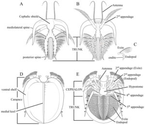 Figure 1 — The anatomy of marrellomorph arthropods.