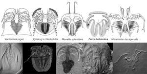Figure 2 — All species recognised as marrellomorphs circa 2013. Source: Rak et al. (2013).