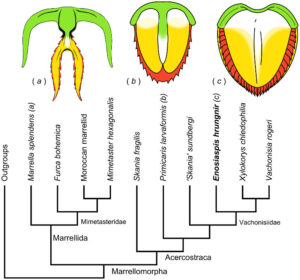 Figure 3 — The phylogeny of marrellomorph arthropods and the evolution of the acercostracan head shield. Source: Legg (2016).