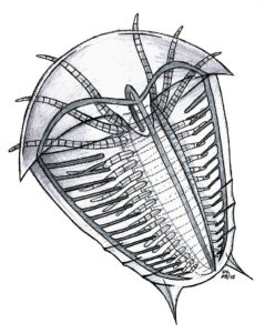 Figure 5 — Skania fragilis from the middle Cambrian Burgess Shale. Source: Legg (2015).