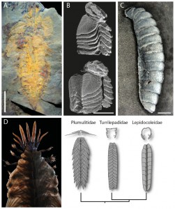 Fossil Focus: Annelids – PALAEONTOLOGY[online]