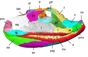 Figure 1 — Three-dimensional computer reconstruction of the skull of Acanthostega. Colours and labels indicate different bones that make up the skull. Modified from Porro et al. (2015).