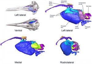 Figure 3 — A 3D reconstruction of Mesoplodon europaeus, or Gervais’ beaked whale. This figure shows the ear bone and main veins in the region. Modified from Costidis and Rommel (2015)