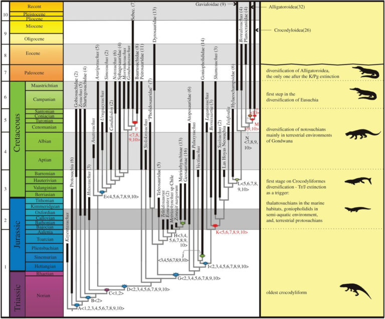 Fossil Focus: Mesozoic crocodyliforms – PALAEONTOLOGY[online]