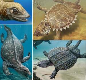 Fossil Focus Placodonts PALAEONTOLOGY online 