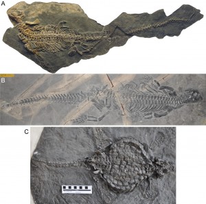 Fossil Focus Placodonts PALAEONTOLOGY online 